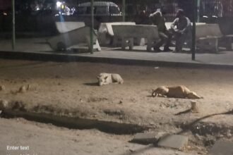 کراچی انسٹیٹیوٹ آف ہارٹ ڈیزیز میں آوارہ کتوں کا راج: انتظامیہ اور کے ایم سی کی نااہلی پر سوالات اٹھنے لگے