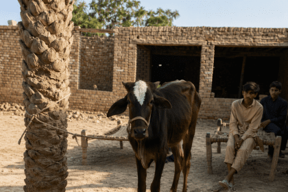 پنجاب میں جانور پر بہیمانہ تشدد، زبان کاٹنے کے الزام میں ملزم گرفتار