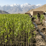 چنار سے پستے تک: افغان عوام نے درختوں کی اہمیت کو دوبارہ دریافت کر لیا