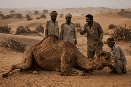 تھرپارکر میں اونٹ پر مبینہ وحشیانہ تشدد