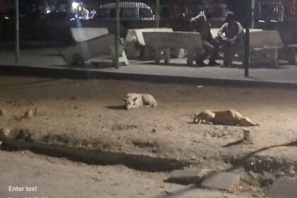 Stray Dogs Overrun Karachi Institute of Heart Diseases: Management and KMC Criticized for Inaction