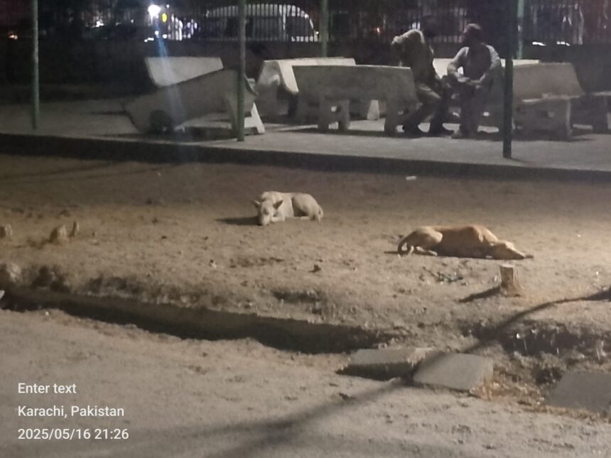 Stray Dogs Overrun Karachi Institute of Heart Diseases: Management and KMC Criticized for Inaction