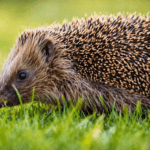 Charity fundraises to bring back wildlife in Wales
