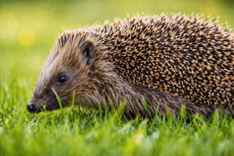 Charity fundraises to bring back wildlife in Wales
