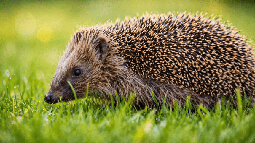 Charity fundraises to bring back wildlife in Wales