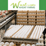 Wahdat Poultry IPO five times oversubscribed as strike price lands at Rs18