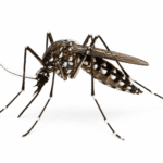 Dengue response team reviews performance, outlines future strategy