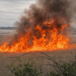 ‘Devastating’ fire tears through protected nesting site at Coatham Marsh