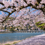 Japan’s 1,200-Year Cherry Blossom Record Finds a New Steward After Scientist’s Death