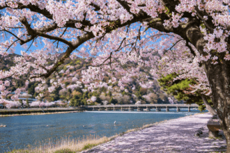 Japan’s 1,200-Year Cherry Blossom Record Finds a New Steward After Scientist’s Death