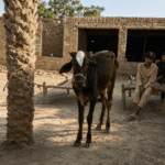 Animal cruelty case shocks Punjab as suspect held after bovine’s tongue severed