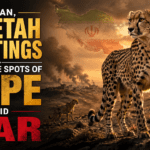 In Iran, Cheetah Sightings Offer Rare Spots of Hope Amid War