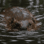 Areas Being Made ‘Beaver-Ready’ Ahead of Possible Release