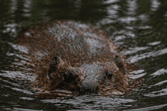 Areas Being Made ‘Beaver-Ready’ Ahead of Possible Release