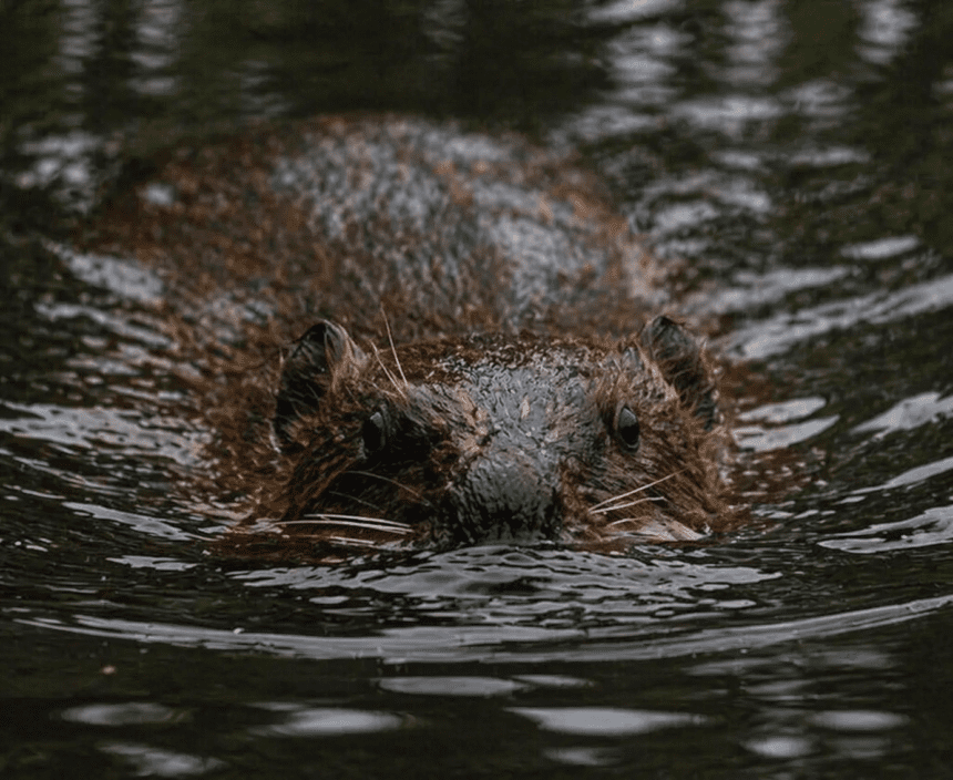Areas Being Made ‘Beaver-Ready’ Ahead of Possible Release