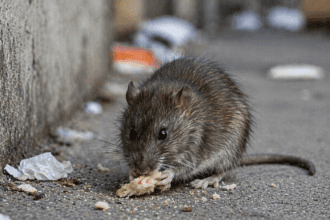 Rat Poison Found in Baby Food Jar in Austria, Prompting Major Recall