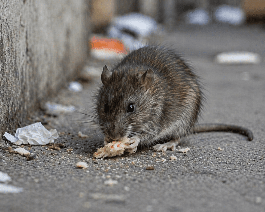 Rat Poison Found in Baby Food Jar in Austria, Prompting Major Recall