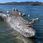 Why are gray whales dying in San Francisco’s waters? U.S. scientists search for clues
