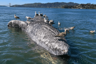 Why are gray whales dying in San Francisco’s waters? U.S. scientists search for clues
