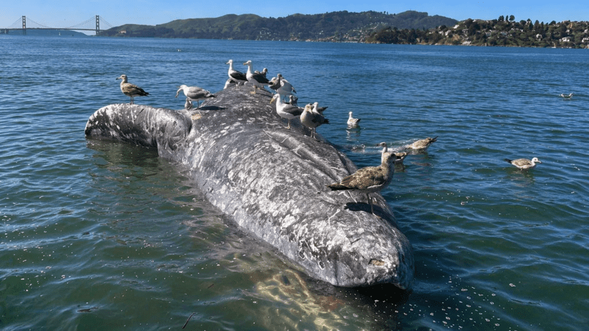 Why are gray whales dying in San Francisco’s waters? U.S. scientists search for clues