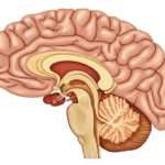 AHA Identifies 10 Lifestyle Shifts to Slash Dementia and Stroke Risk