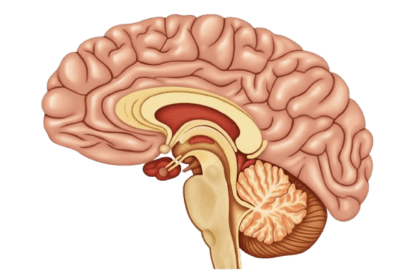 AHA Identifies 10 Lifestyle Shifts to Slash Dementia and Stroke Risk