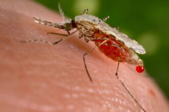 Why Mosquitoes Choose You: The Science Behind Being a Bite Magnet