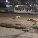 Stray Dogs Overrun Karachi Institute of Heart Diseases: Management and KMC Criticized for Inaction