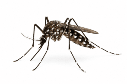Dengue response team reviews performance, outlines future strategy
