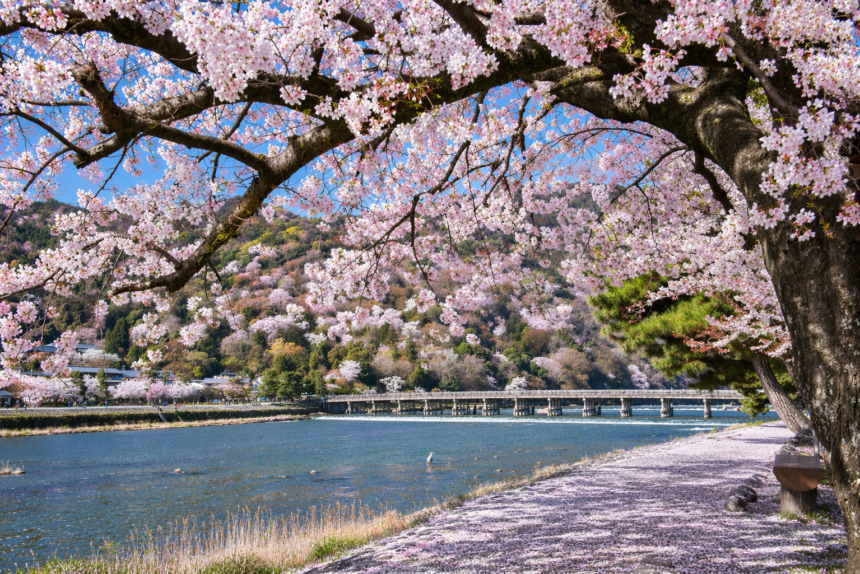 Japan’s 1,200-Year Cherry Blossom Record Finds a New Steward After Scientist’s Death