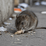 Rat Poison Found in Baby Food Jar in Austria, Prompting Major Recall