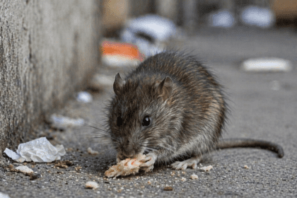 Rat Poison Found in Baby Food Jar in Austria, Prompting Major Recall