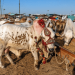 Eid Buying Frenzy Fizzles in Lahore Cattle Markets as Prices Hit Record Highs
