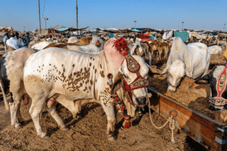 Eid Buying Frenzy Fizzles in Lahore Cattle Markets as Prices Hit Record Highs