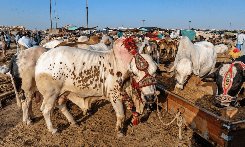 Eid Buying Frenzy Fizzles in Lahore Cattle Markets as Prices Hit Record Highs