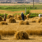 Punjab agri tax hike lands in LHC as petitioners challenge legality of revised rates