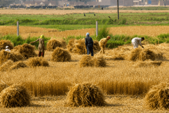 Punjab agri tax hike lands in LHC as petitioners challenge legality of revised rates