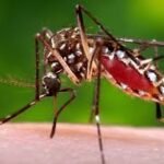 Why Mosquitoes Pick You Over Everyone Else