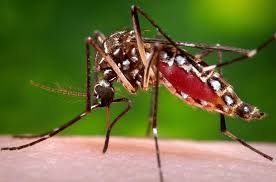 Why Mosquitoes Pick You Over Everyone Else