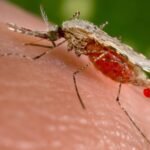Why Mosquitoes Choose You: The Science Behind Being a Bite Magnet