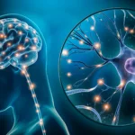 Hidden nutrient deficiency identified as potential driver of anxiety