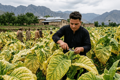 Tobacco Growers Reject Proposal to Scrap Price Mechanism