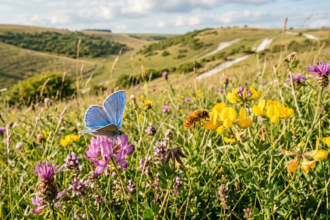 Conservationists push for chalk grassland restoration to save rare insects