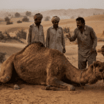 Camel Brutally Tortured in Tharparkar