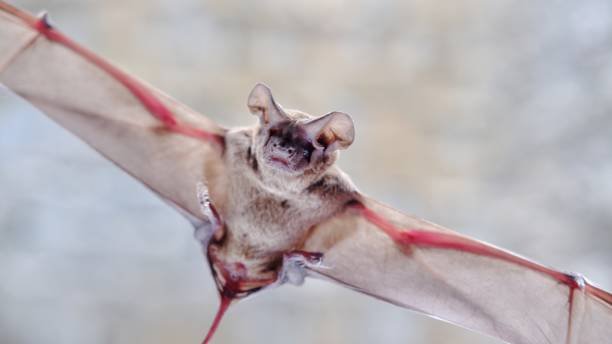 Rabid Bat and Human Exposure