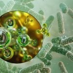Soil Bacteria