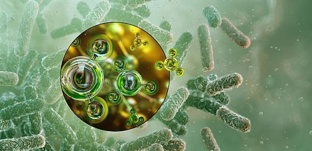 Soil Bacteria