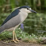 Rare Night Heron Sighting Stuns Birdwatchers at National Trust Site