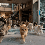25 cats rescued from quake-damaged Japanese mall