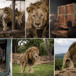 Emaciated lion rescued from private Karachi zoo, relocated to sanctuary